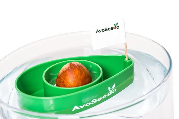 AvoSeedo - Grow Your Own Avocado Tree Using an Avocado Seed