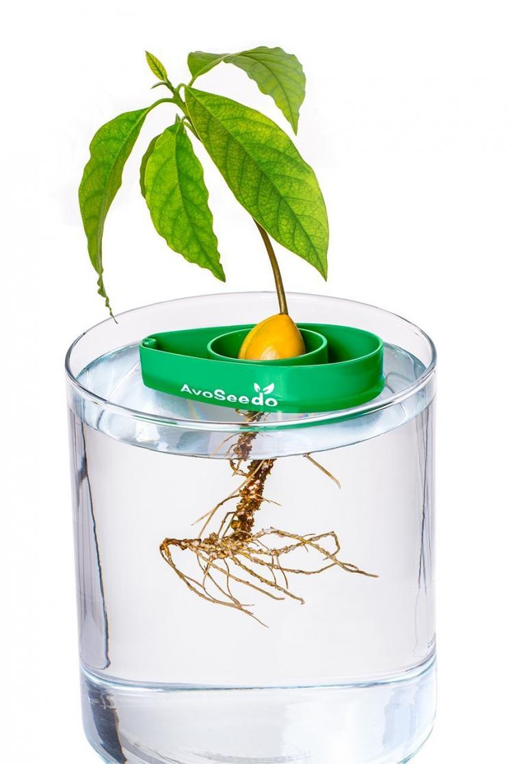 AvoSeedo - Grow Your Own Avocado Tree Using an Avocado Seed
