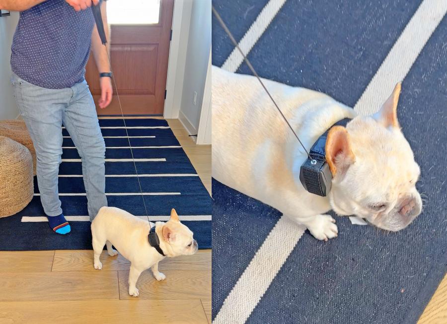 Dog Collar With a Retractable Dog Leash