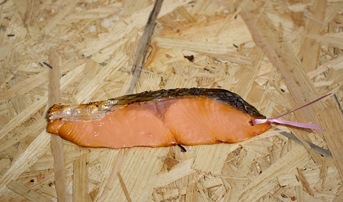 Salmon Bookmark