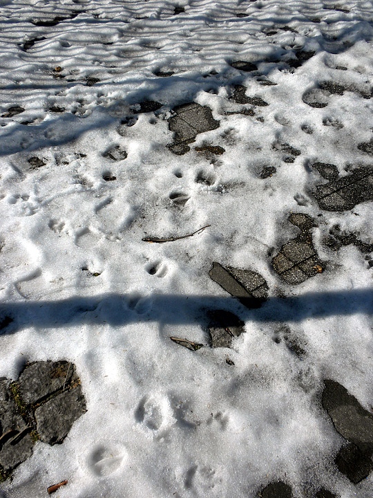 Animal footprint shoes leave behind deer and bear tracks in snow
