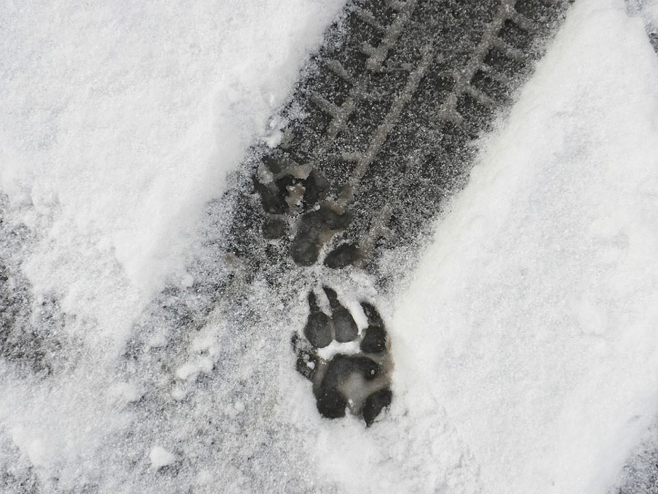 Animal footprint shoes leave behind deer and bear tracks in snow