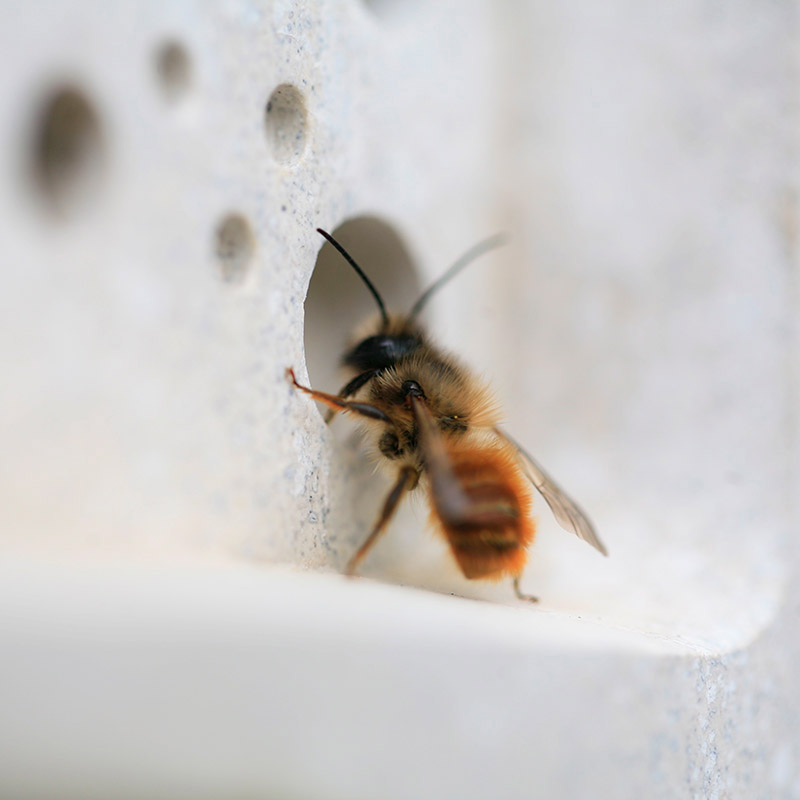 Bee bricks home for bees to live safely