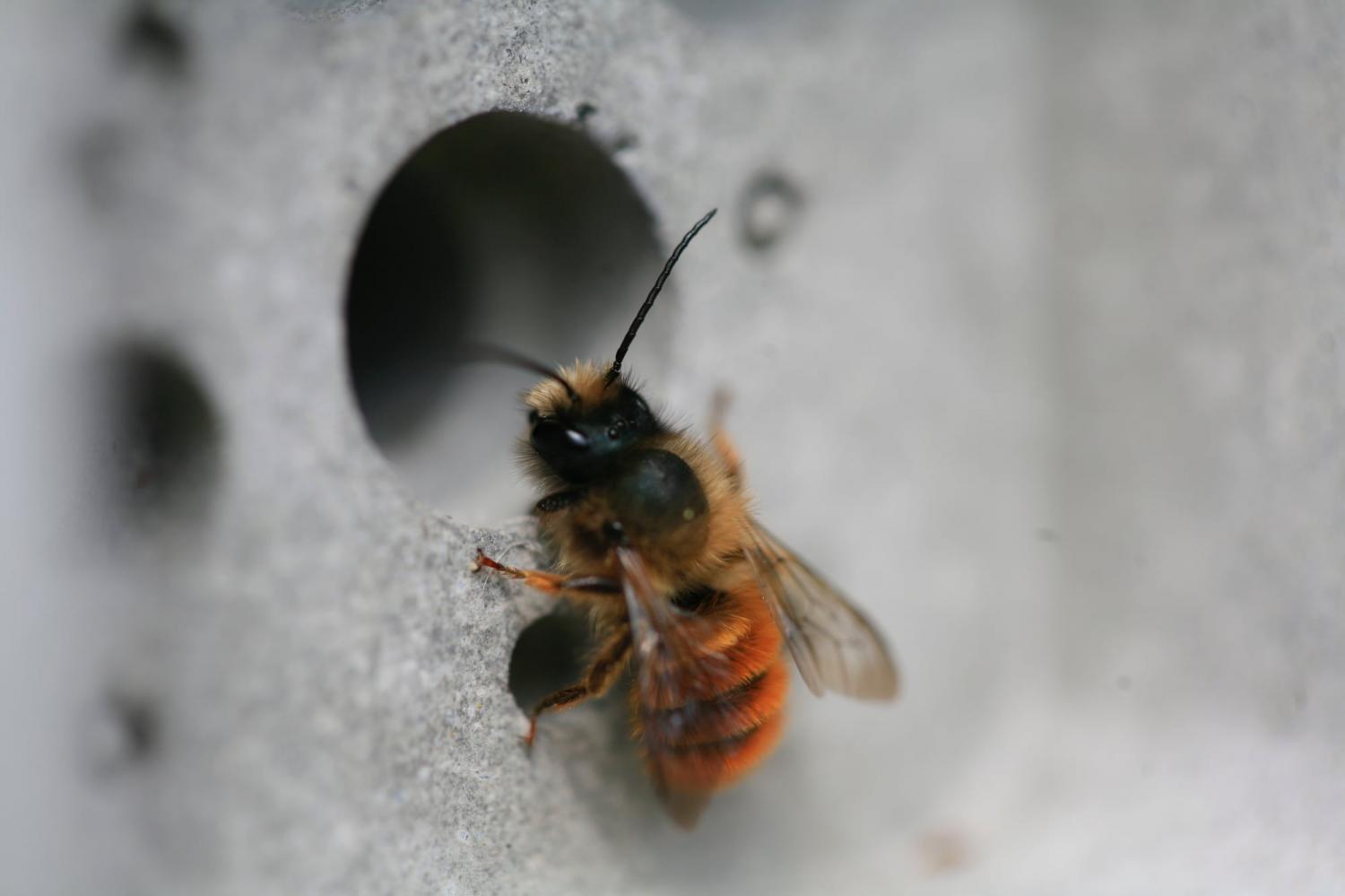 Bee bricks home for bees to live safely