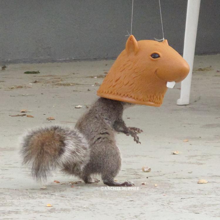 Big Head Squirrel Feeder