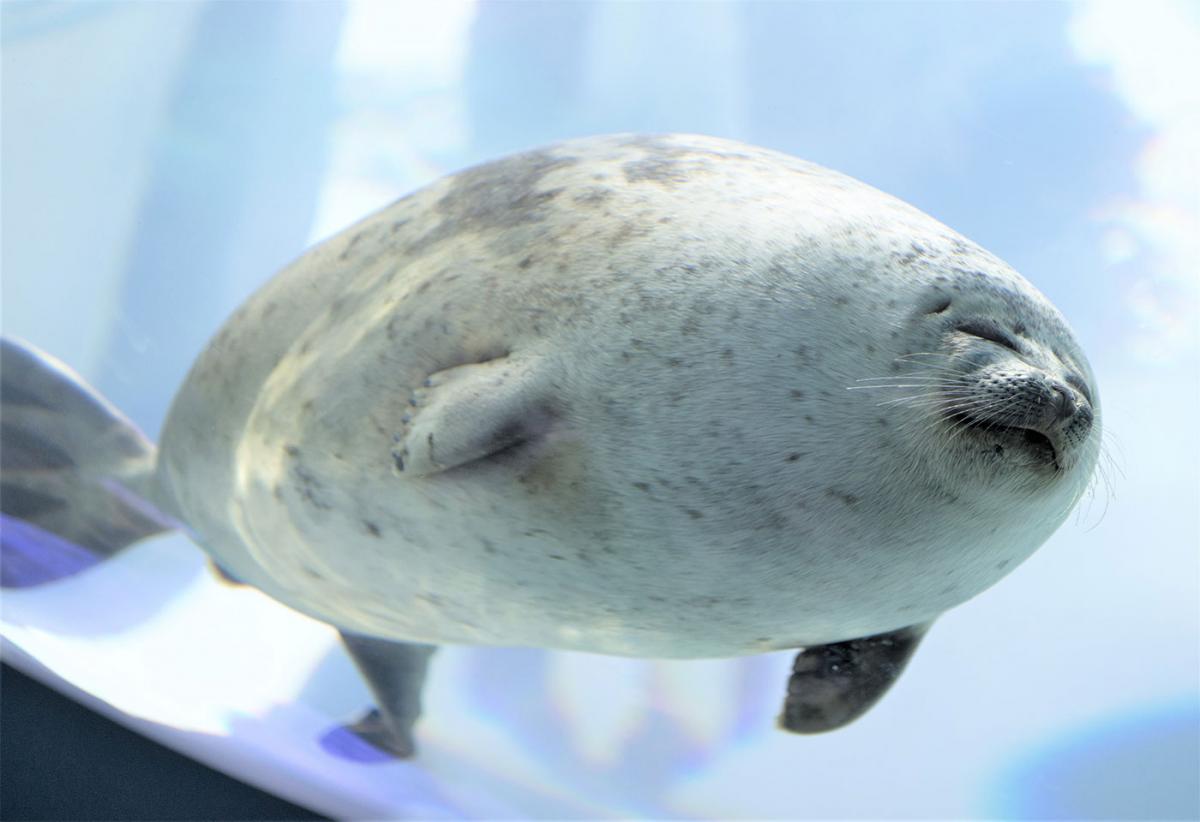 Chonky Seal Pillow - Realistic seal pillow cushion