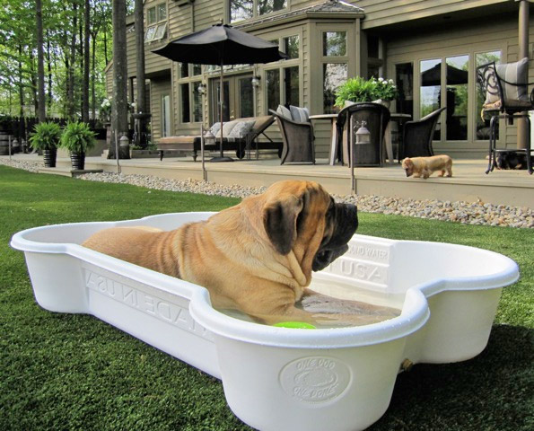 One Dog One Bone - Dog Bone Shaped Dog Pool
