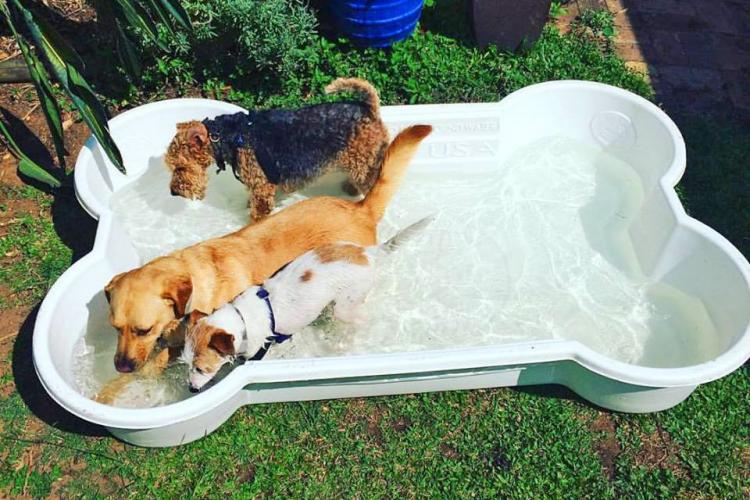 One Dog One Bone - Dog Bone Shaped Dog Pool