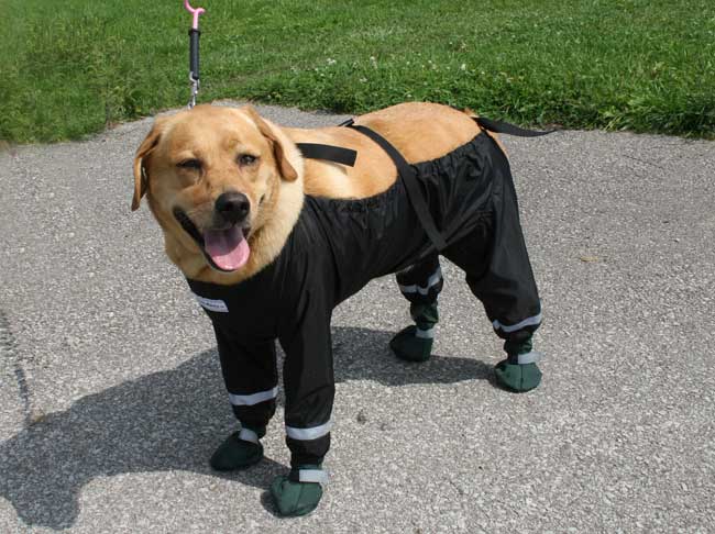 Bottom Half Dog Pants - Dog Raincoat