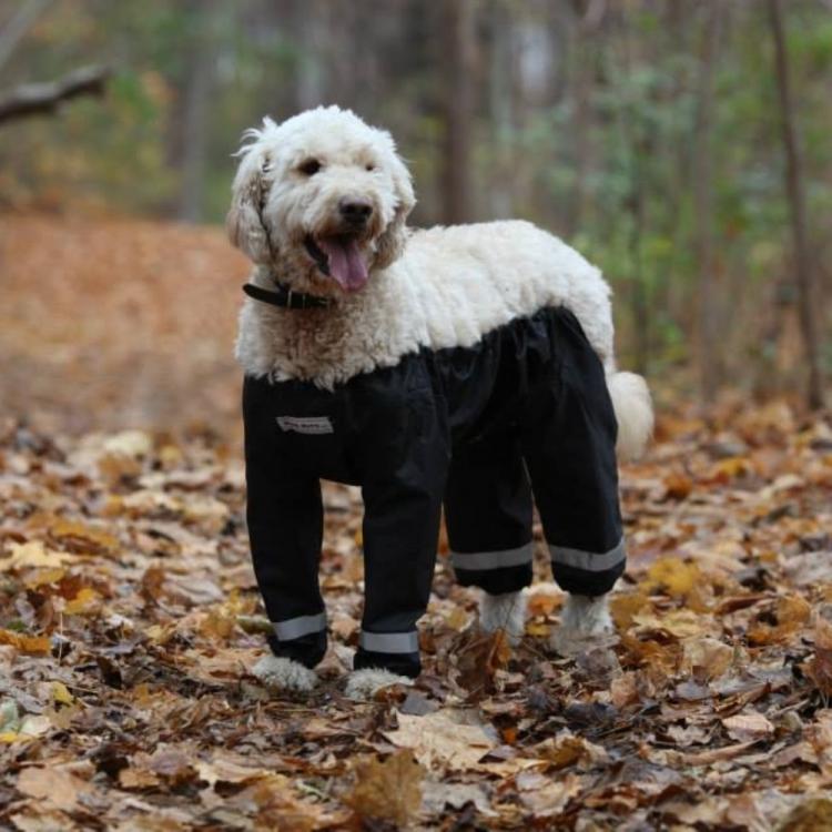 Bottom Half Dog Pants - Dog Raincoat