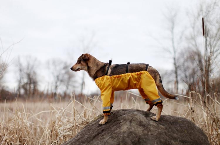 Bottom Half Dog Pants - Dog Raincoat
