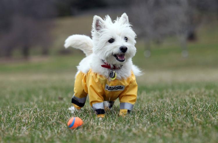 Bottom Half Dog Pants - Dog Raincoat