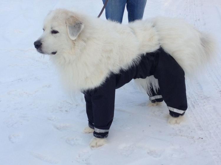 Bottom Half Dog Pants - Dog Raincoat