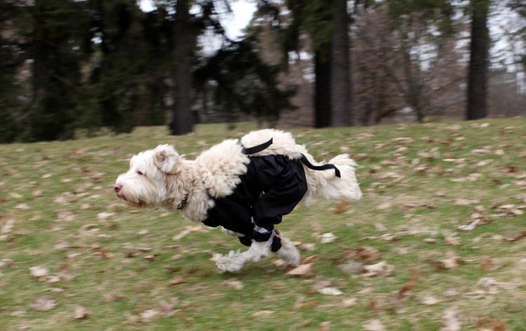 Bottom Half Dog Pants - Dog Raincoat