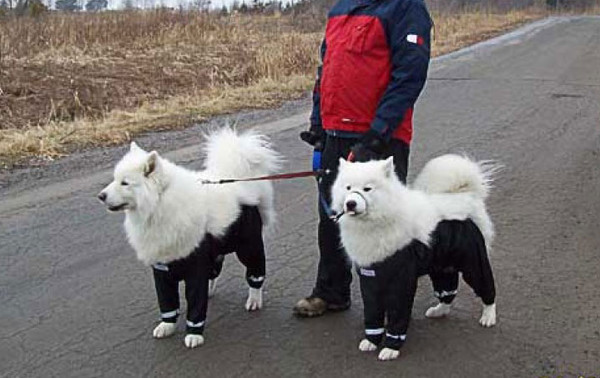 Bottom Half Dog Pants - Dog Raincoat