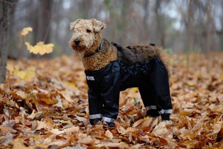 Bottom Half Dog Pants - Dog Raincoat