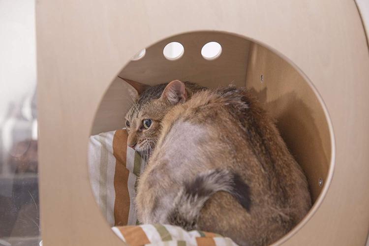 Bubble Window Wall-Mounted Cat Bed - Floating futuristic spaceship cat bed lounger - MYZOO Spaceship gamma