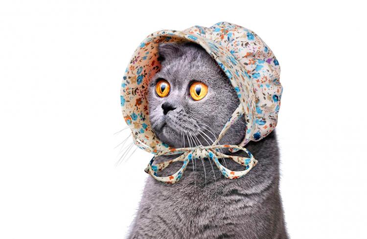 Cat Bonnet Cat Hat