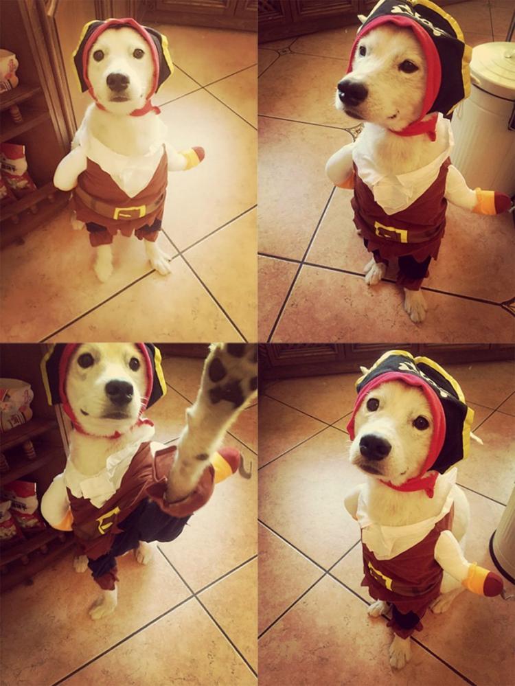 Dog Pirate Costume