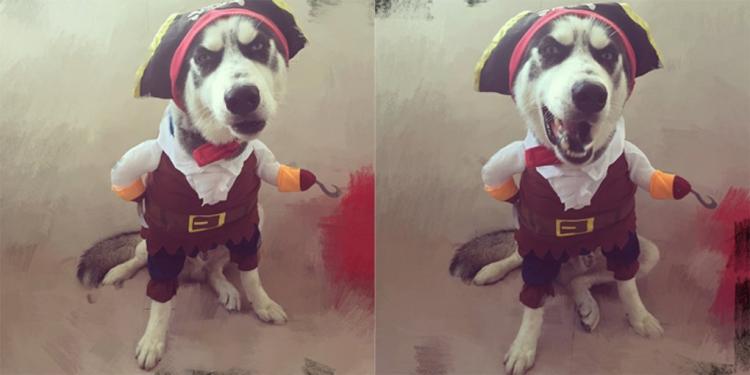 Dog Pirate Costume