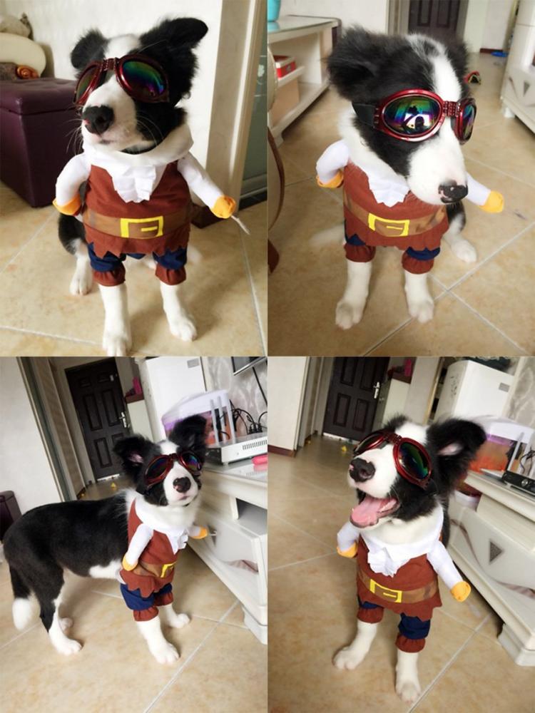 Dog Pirate Costume