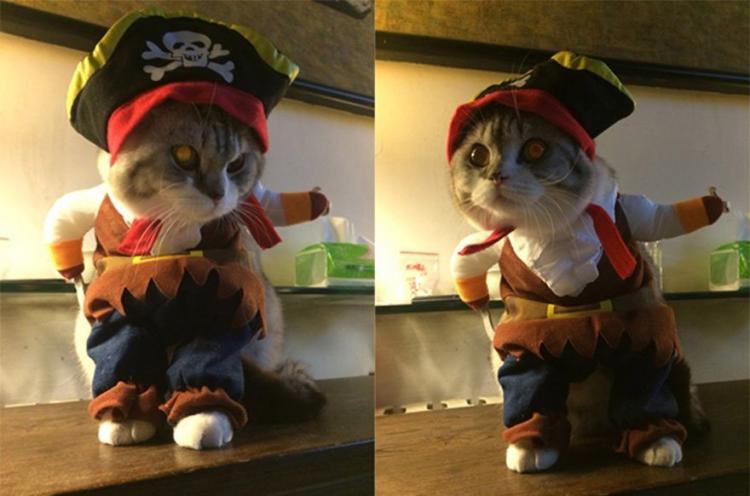 Cat Pirate Costume