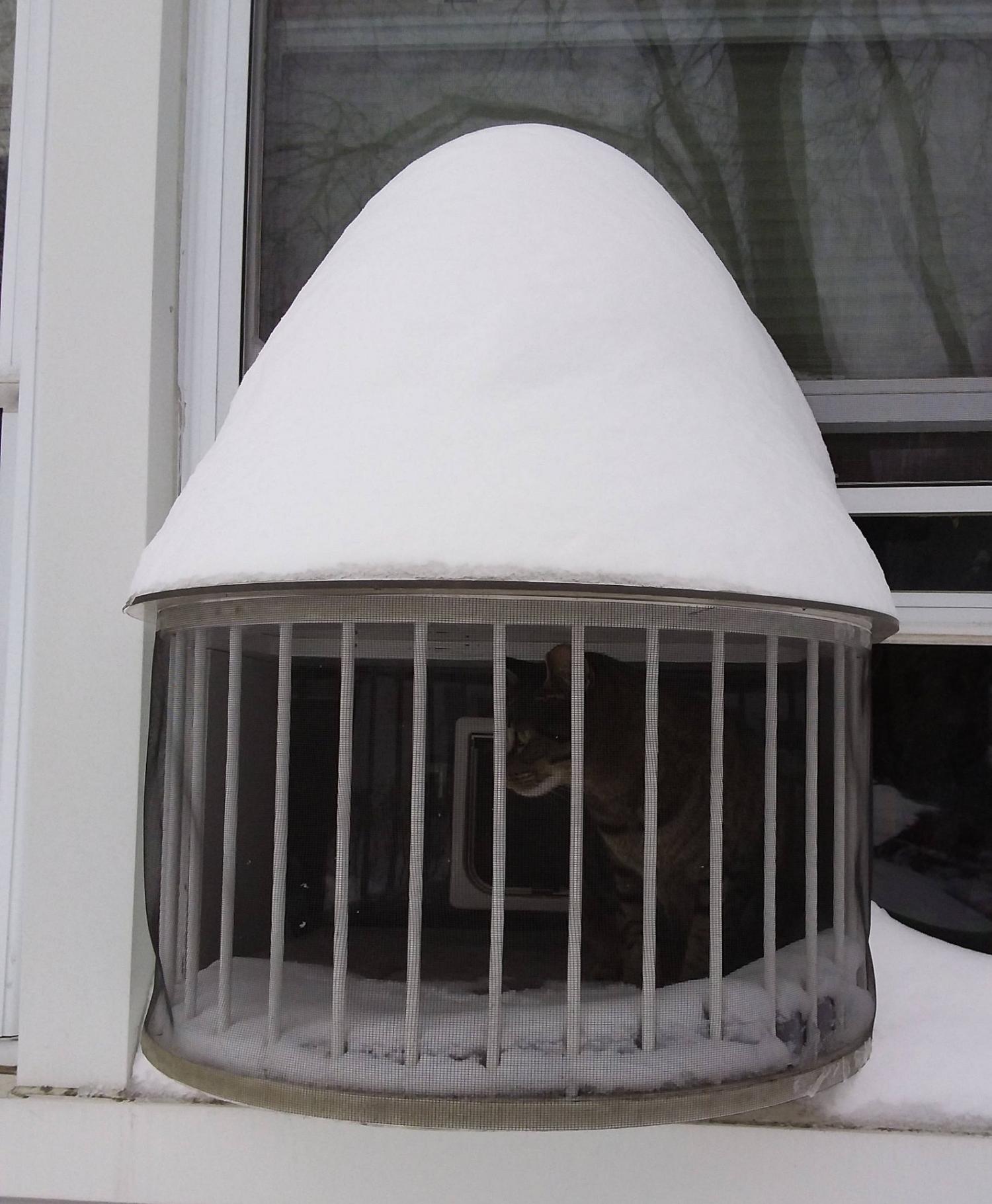 Cat Solarium Cat Patio in window