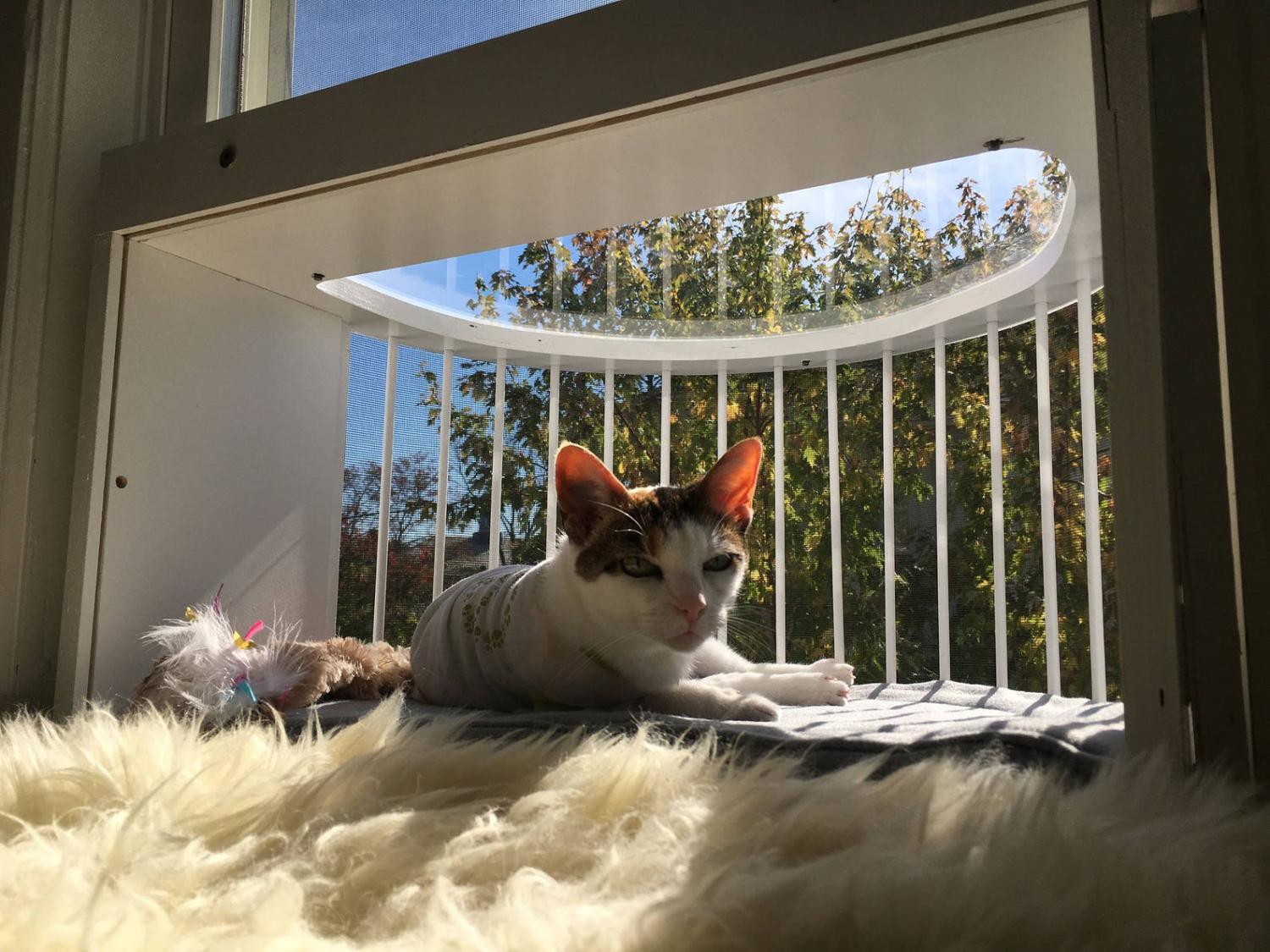 Cat Solarium Cat Patio in window
