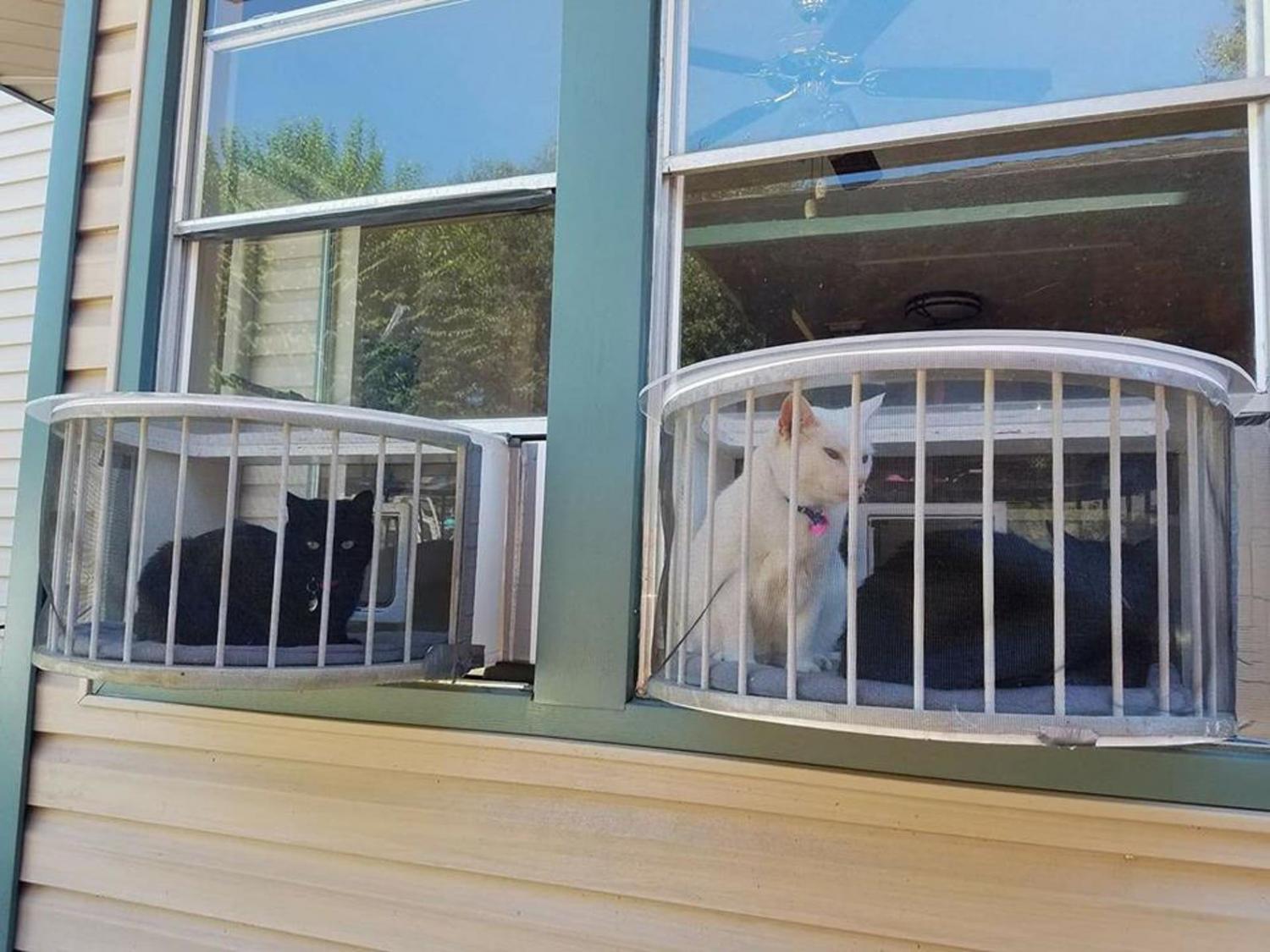 Cat Solarium Cat Patio in window