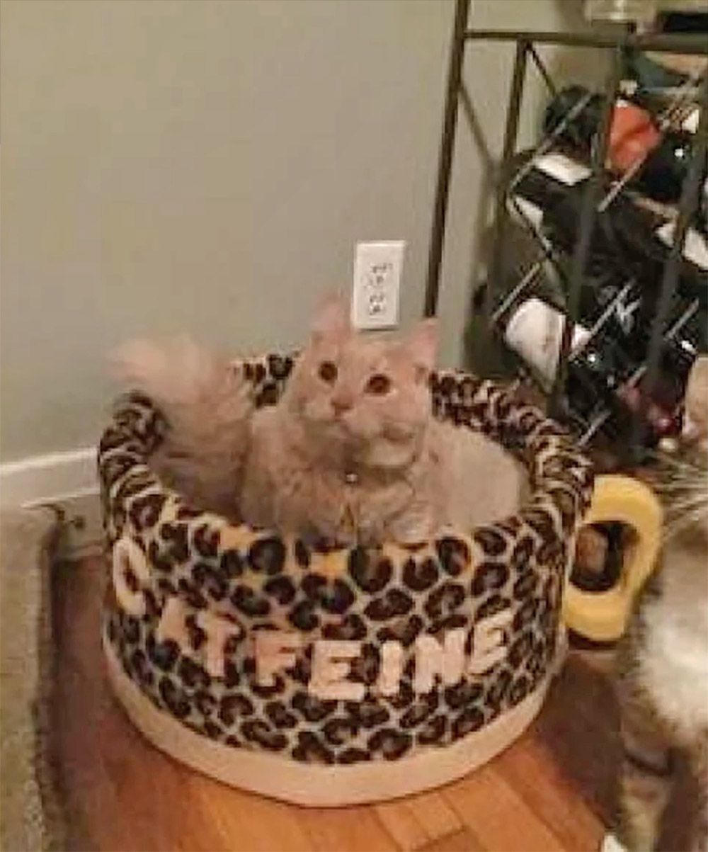 Catfeine Coffee Mug Shaped Cat Bed - Caffeine Cat Bed