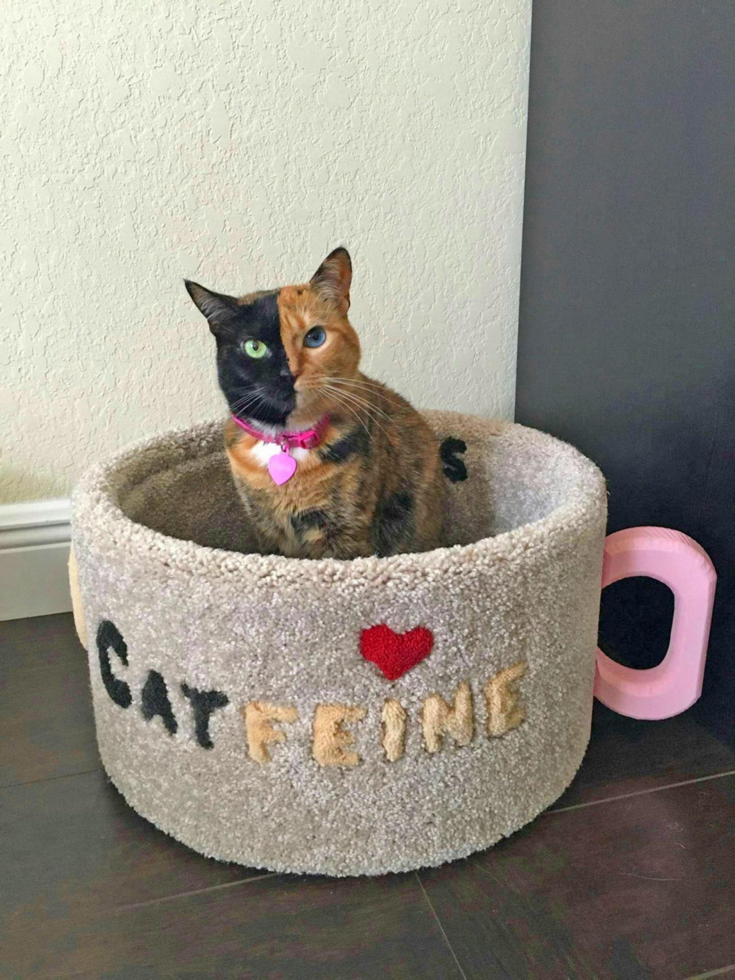Catfeine Coffee Mug Shaped Cat Bed - Caffeine Cat Bed