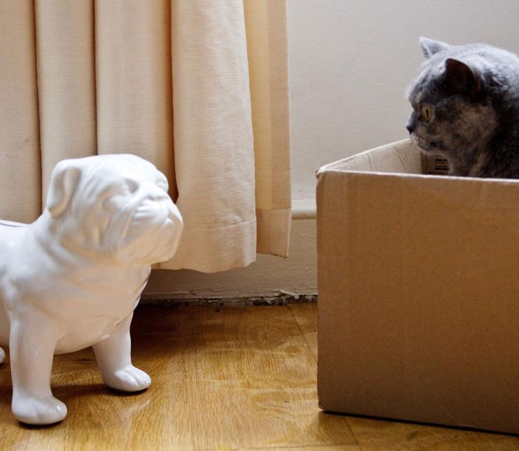 Ceramic Bulldog Coin Bank