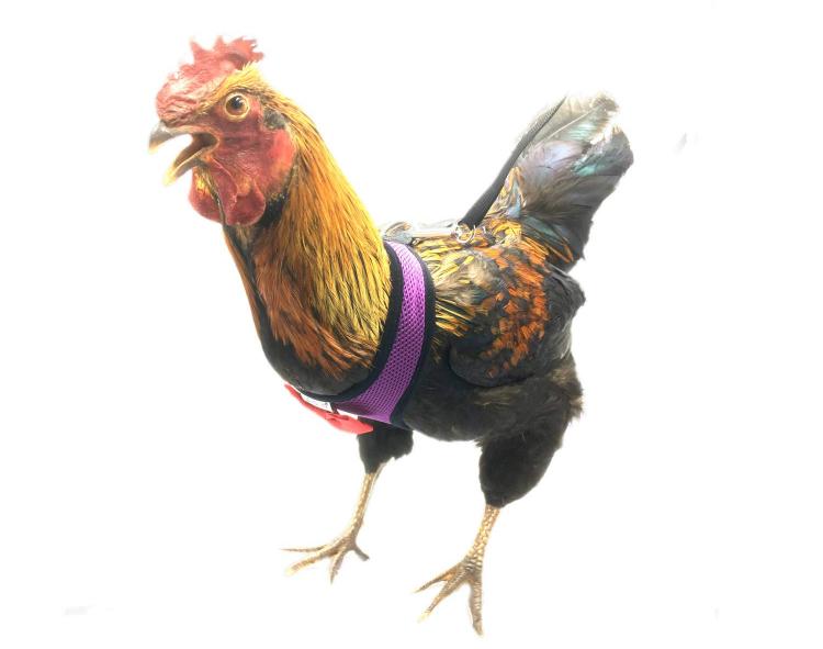 Chicken Harness Lets You Take Your Birds For a Walk - how to walk your chicken