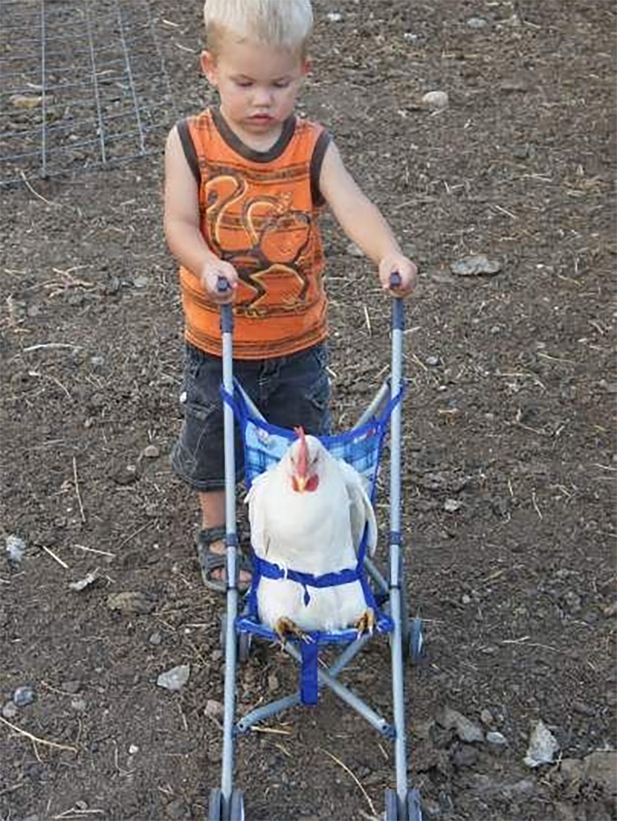 Chicken Stroller