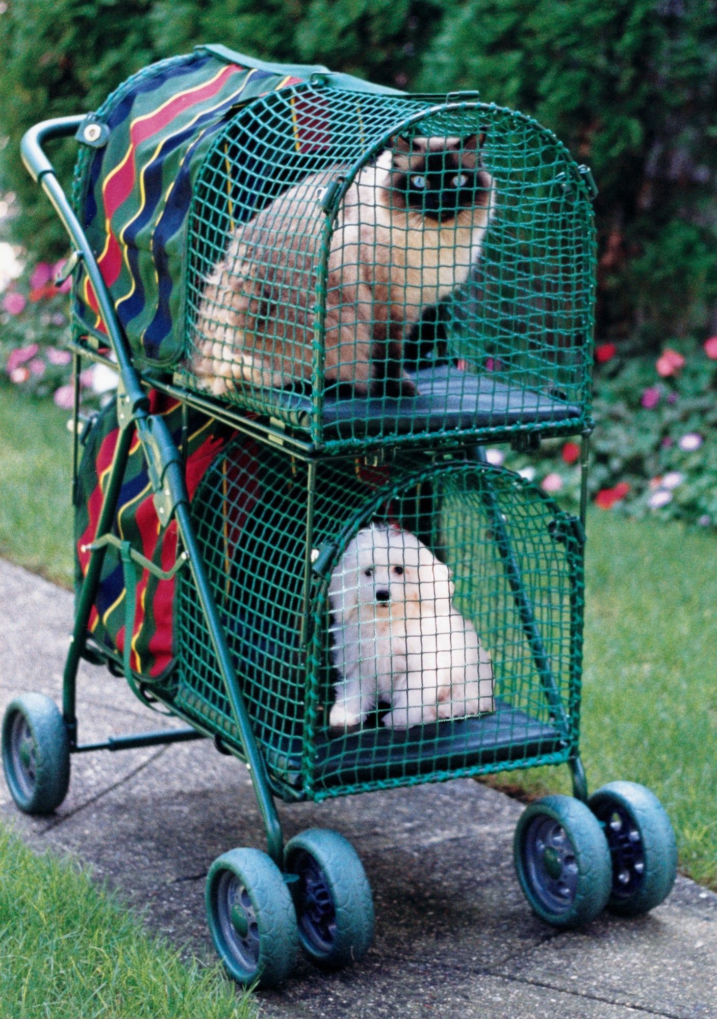 Chicken Stroller