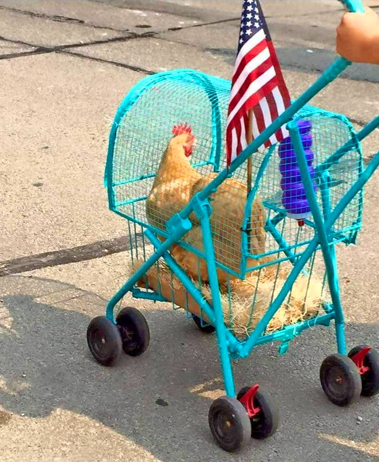 Chicken stroller
