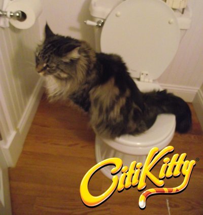 Train Your Cat To Pee In The Toilet