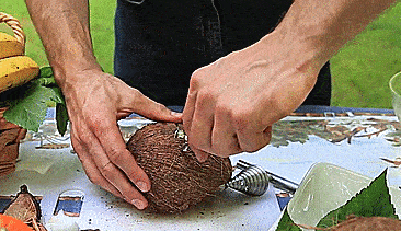 Cococrack Easy Coconut Opener - Safest coconut opener - Best coconut opener