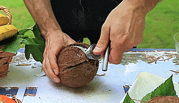 Cococrack Easy Coconut Opener - Safest coconut opener - Best coconut opener