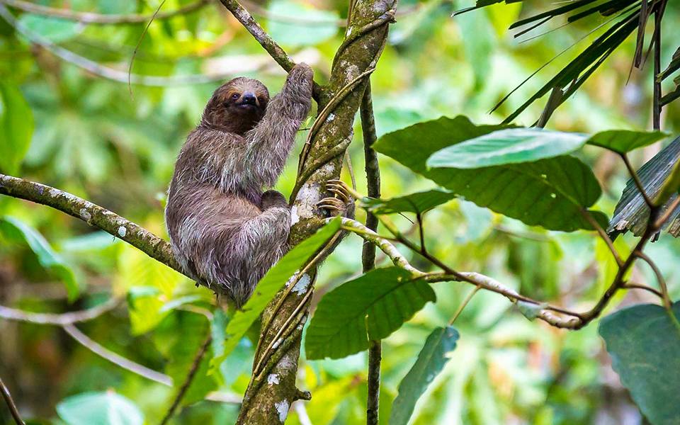 Luxury Costa Rican Villa That Lets You Sleep In The Rainforest and Hang Out With Sloths - Sloth rainforest villa