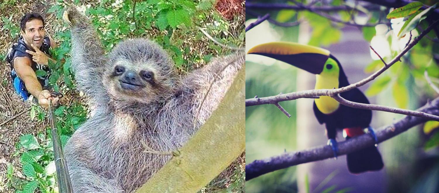 Luxury Costa Rican Villa That Lets You Sleep In The Rainforest and Hang Out With Sloths - Sloth rainforest villa