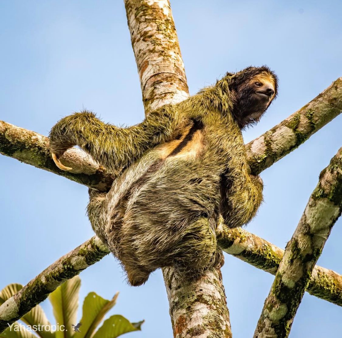 Luxury Costa Rican Villa That Lets You Sleep In The Rainforest and Hang Out With Sloths - Sloth rainforest villa
