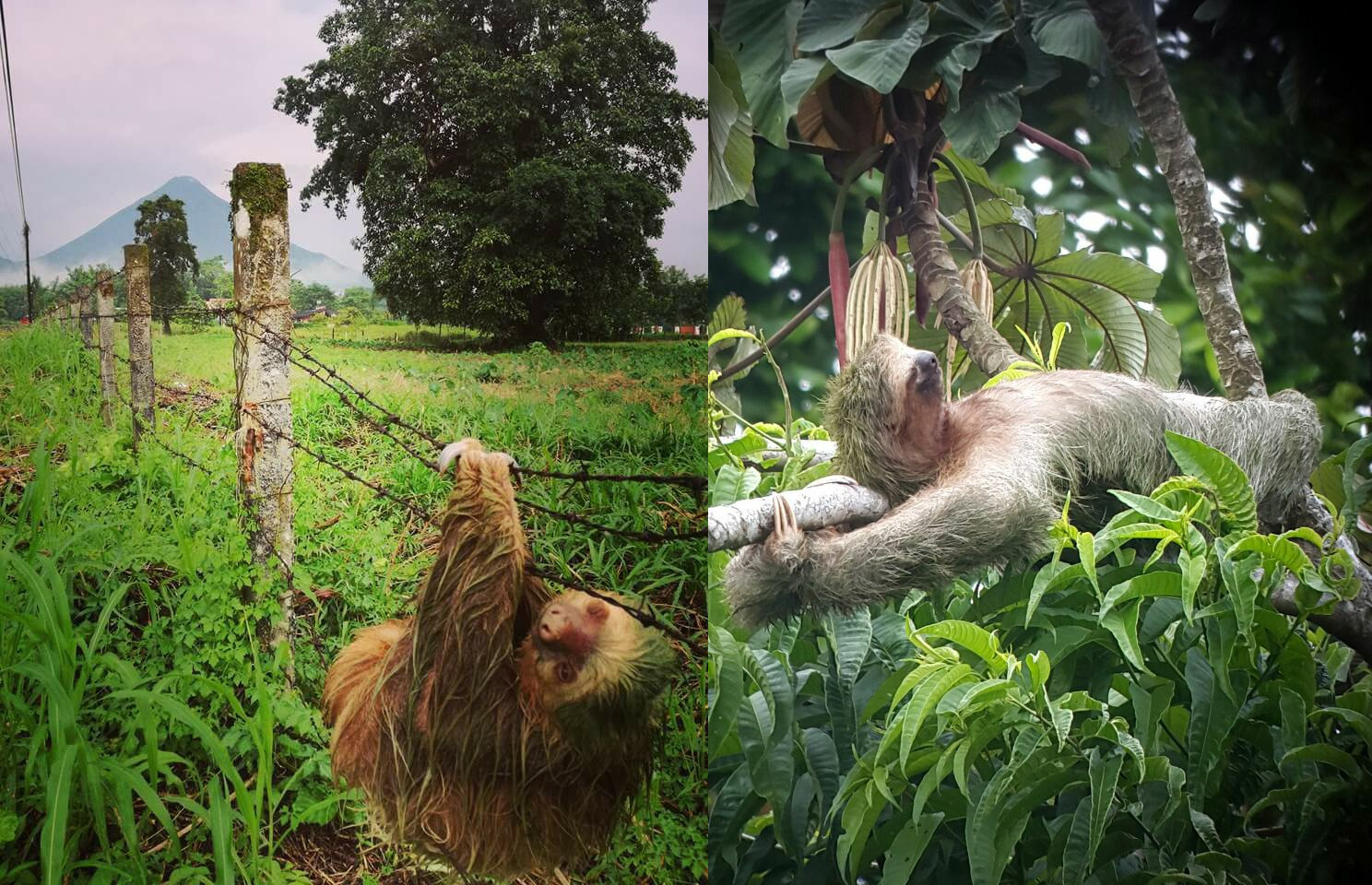 Luxury Costa Rican Villa That Lets You Sleep In The Rainforest and Hang Out With Sloths - Sloth rainforest villa