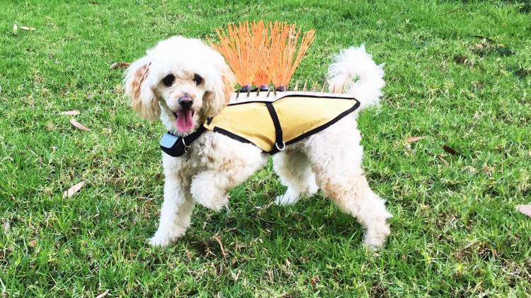 Coyote Vest: Spiked Dog Harness Protects Against Coyotes and Birds of Prey