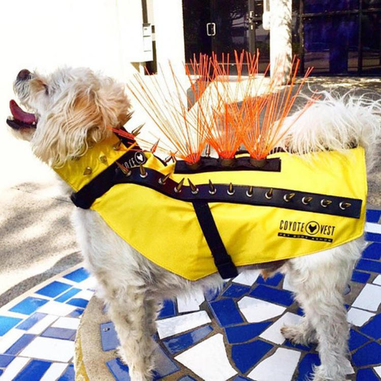 Coyote Vest: Spiked Dog Harness Protects Against Coyotes and Birds of Prey