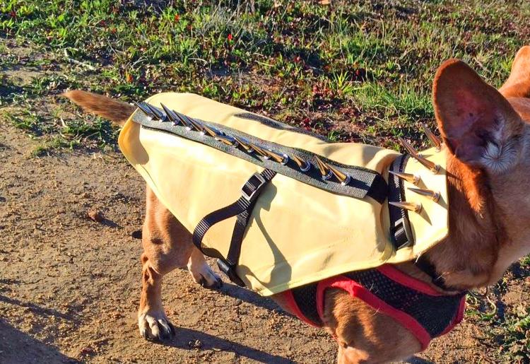 Coyote Vest: Spiked Dog Harness Protects Against Coyotes and Birds of Prey