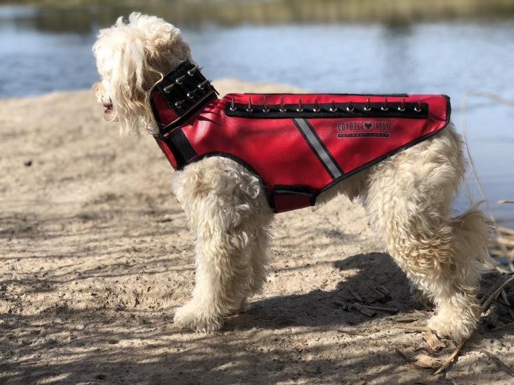 Coyote Vest: Spiked Dog Harness Protects Against Coyotes and Birds of Prey