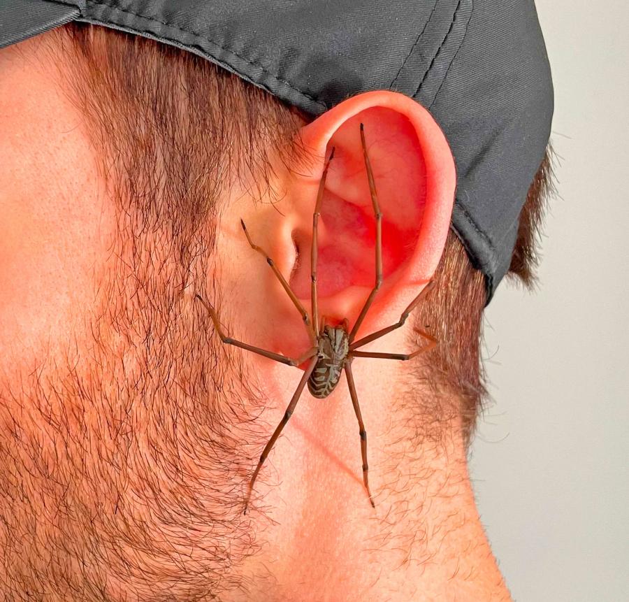 Giant Spider Earrings