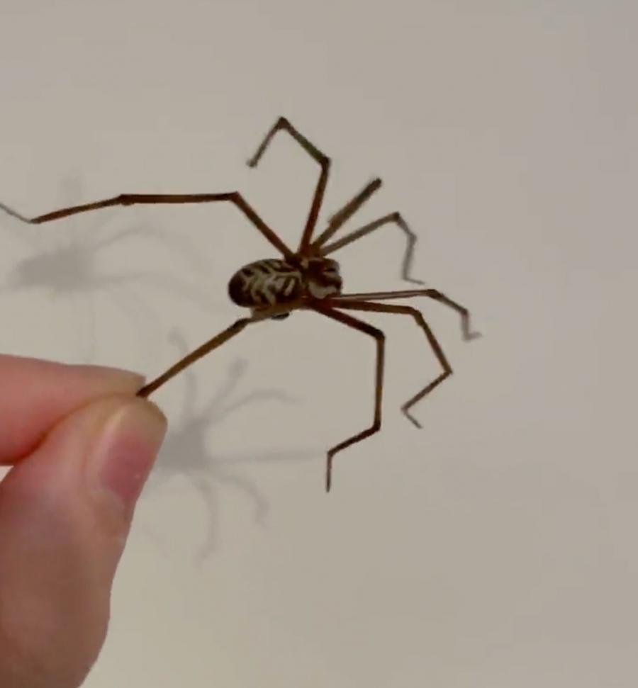 Giant Spider Earrings