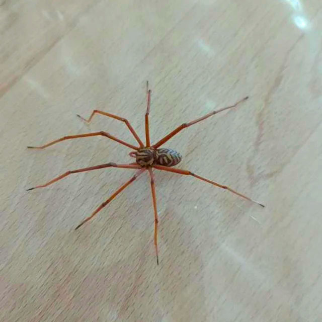 Giant Spider Earrings
